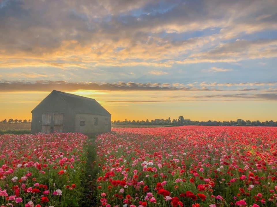 Huisje Vogelenzang Zeeland Sint Annaland Zewnętrze zdjęcie